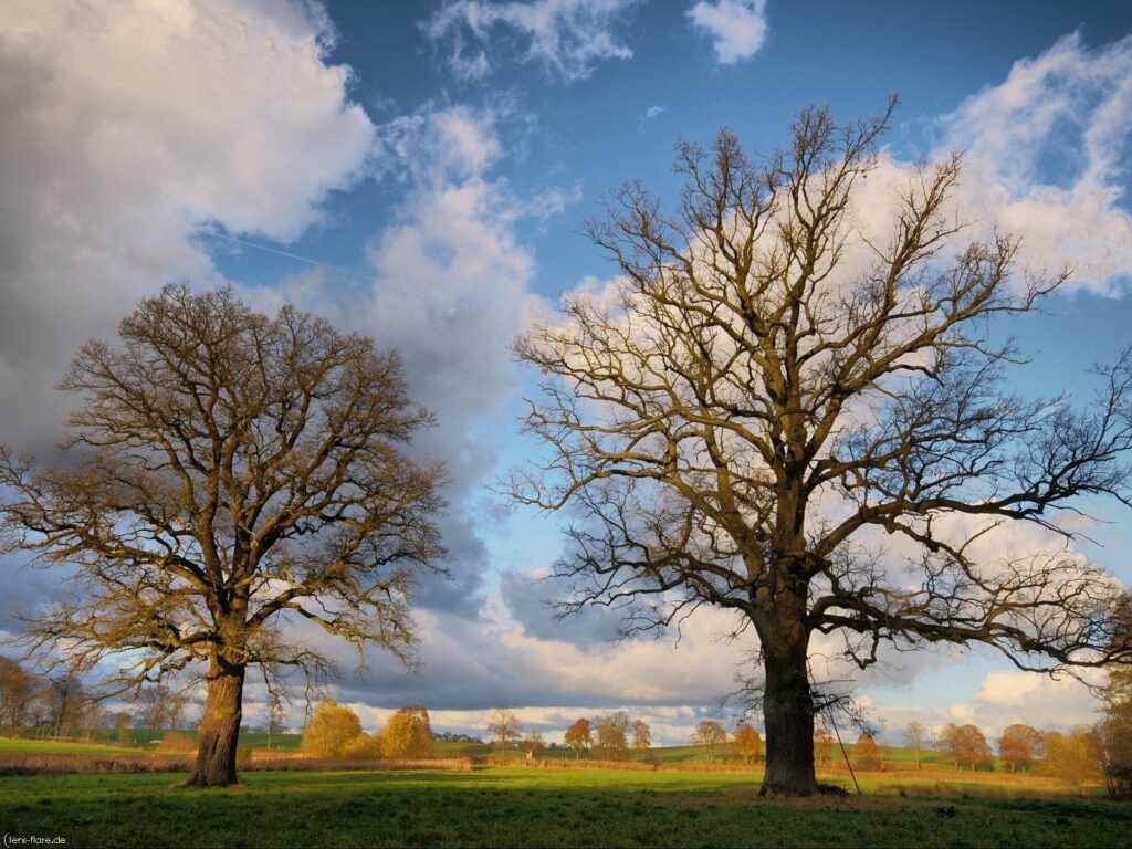 Autumn wallpaper with two bare trees in grassy field under dramatic cloudy sky and warm sunlight