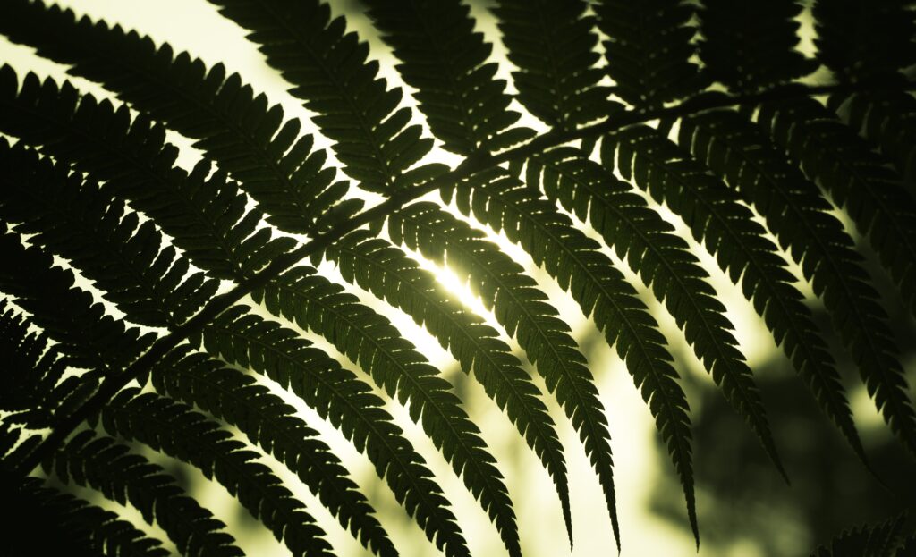 Close-up of a backlit fern leaf showing intricate green fronds with golden sunlight glow wallpaper background