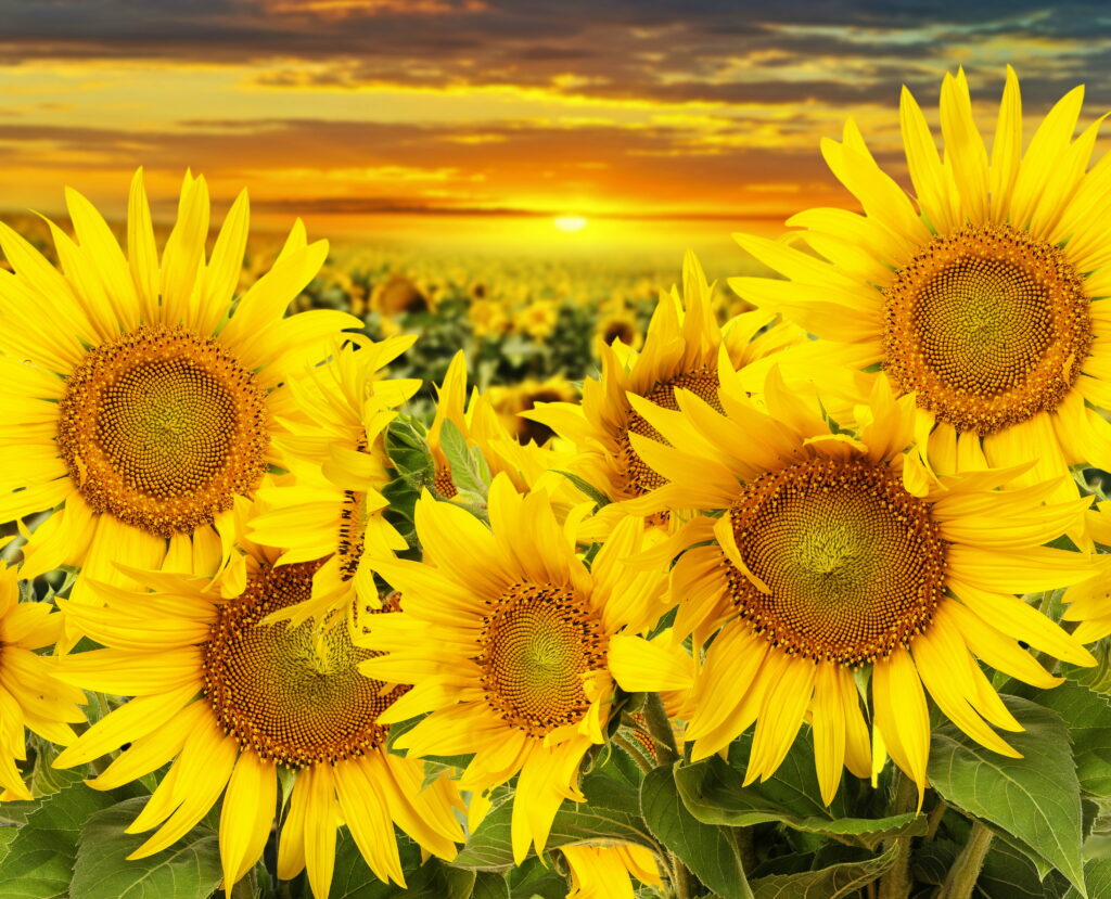 Fields of Beauty: A Sunset View of Yellow Sunflowers in Nature's Agriculture Wallpaper