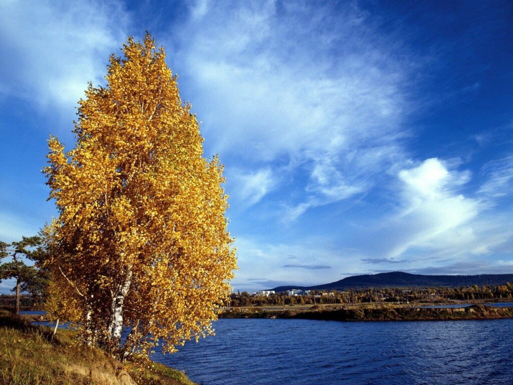 Golden birch tree with autumn leaves by calm Siberian river under clear blue sky landscape wallpaper