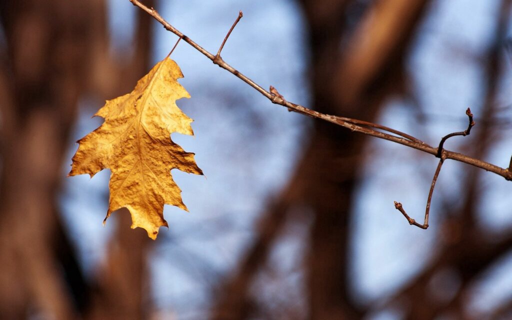 Close-up of a dry golden-brown leaf hanging on a branch autumn nature wallpaper background