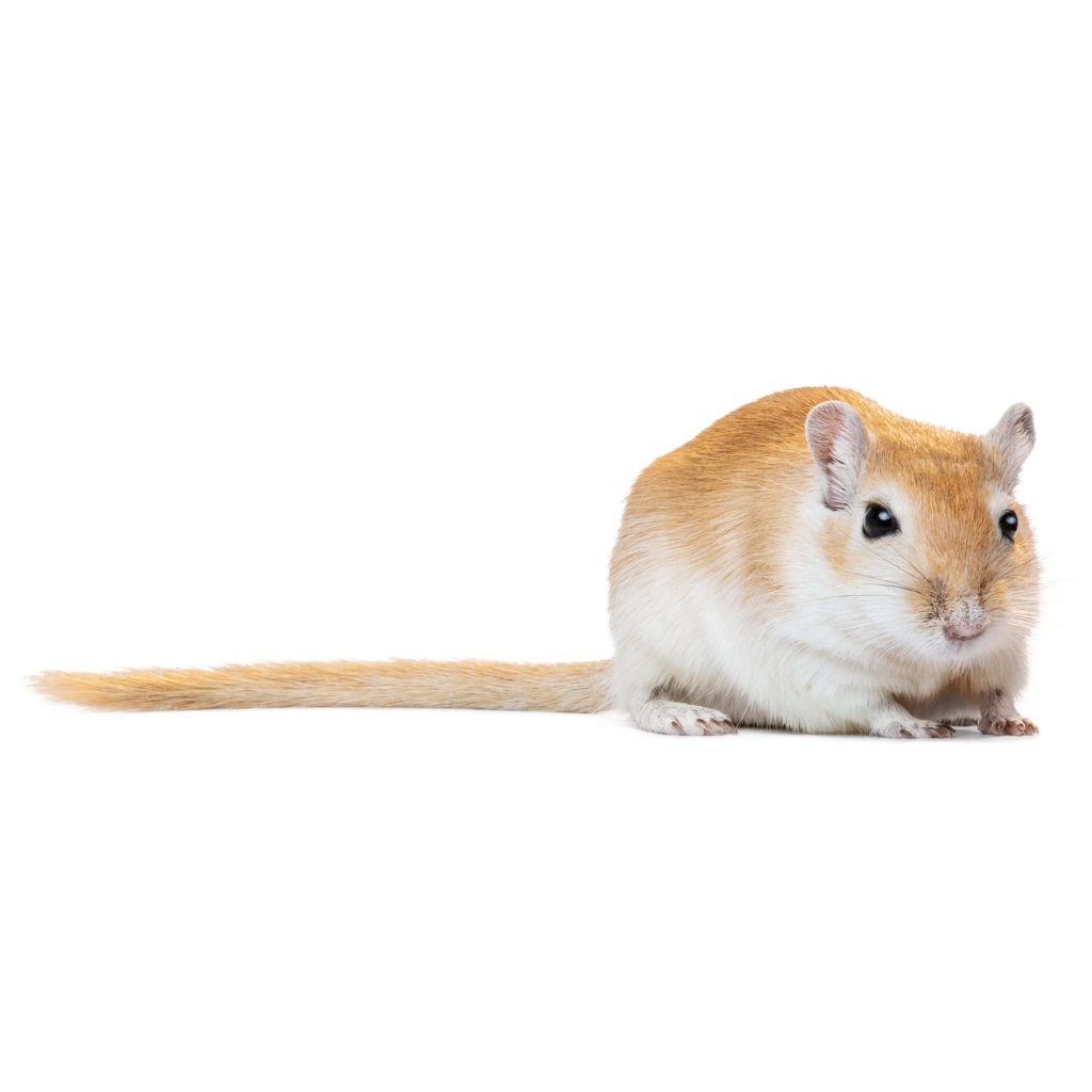 Cute golden brown gerbil with white belly in profile on plain white studio wallpaper background
