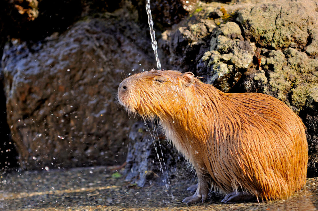 Golden capybara bathing under gentle water stream with sunlit fur on natural rocky background Wallpaper