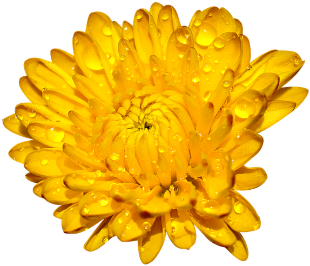 Vibrant Golden Chrysanthemum Wallpaper with Dew Drops Detail