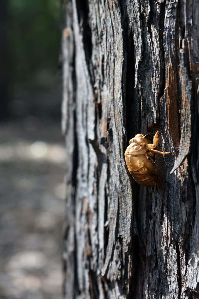 Close-up of golden cicada exoskeleton on rough tree bark detailed natural forest wallpaper