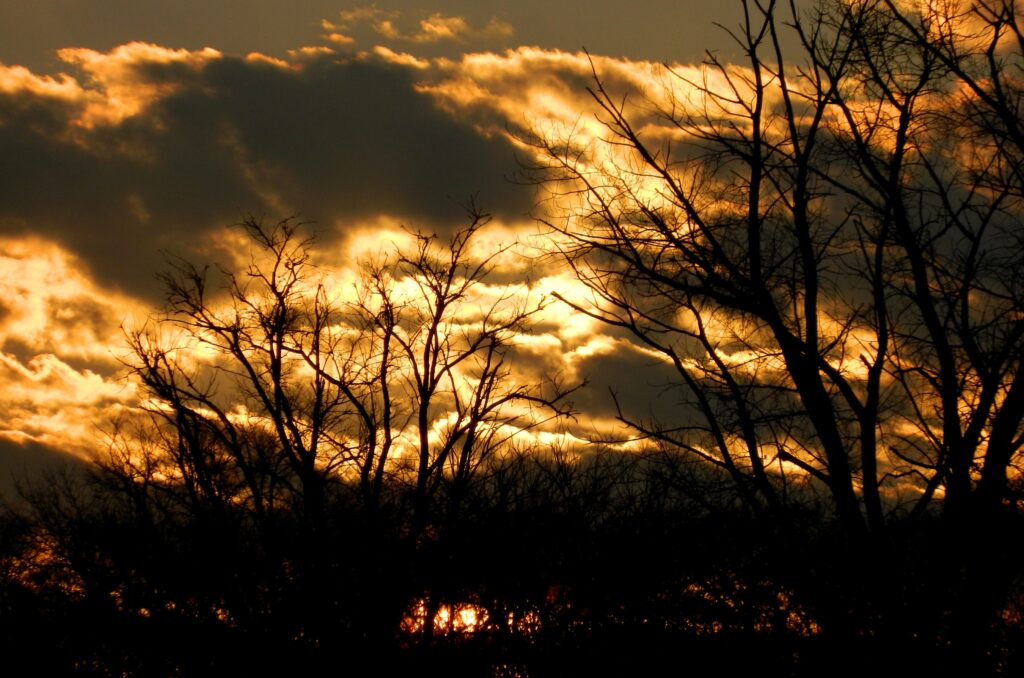 Golden clouds and dark tree silhouettes create a vivid landscape wallpaper with warm hues