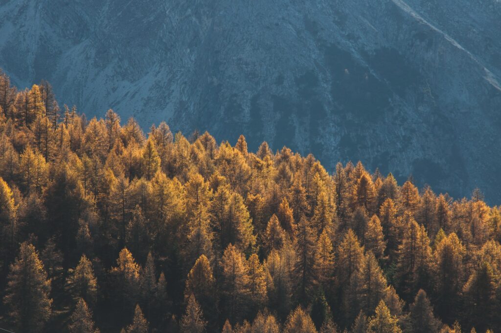 Sunlit golden conifer forest with vibrant autumn colors against towering mountain slopes wallpaper