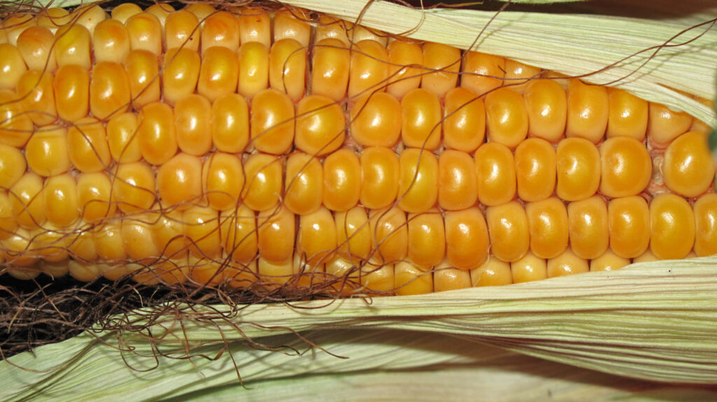 Close-up of fresh golden corn cob in husk showing glossy yellow kernels and natural texture Wallpaper