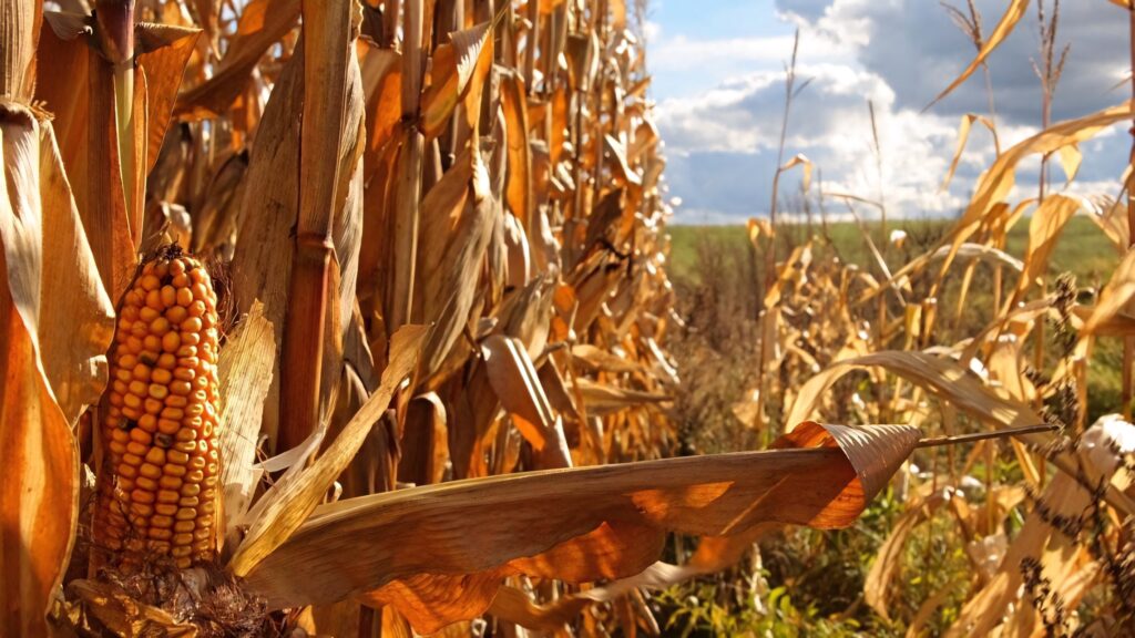 Golden corn stalks in sunlight with textured leaves and ripe ears under blue sky autumn field Wallpaper