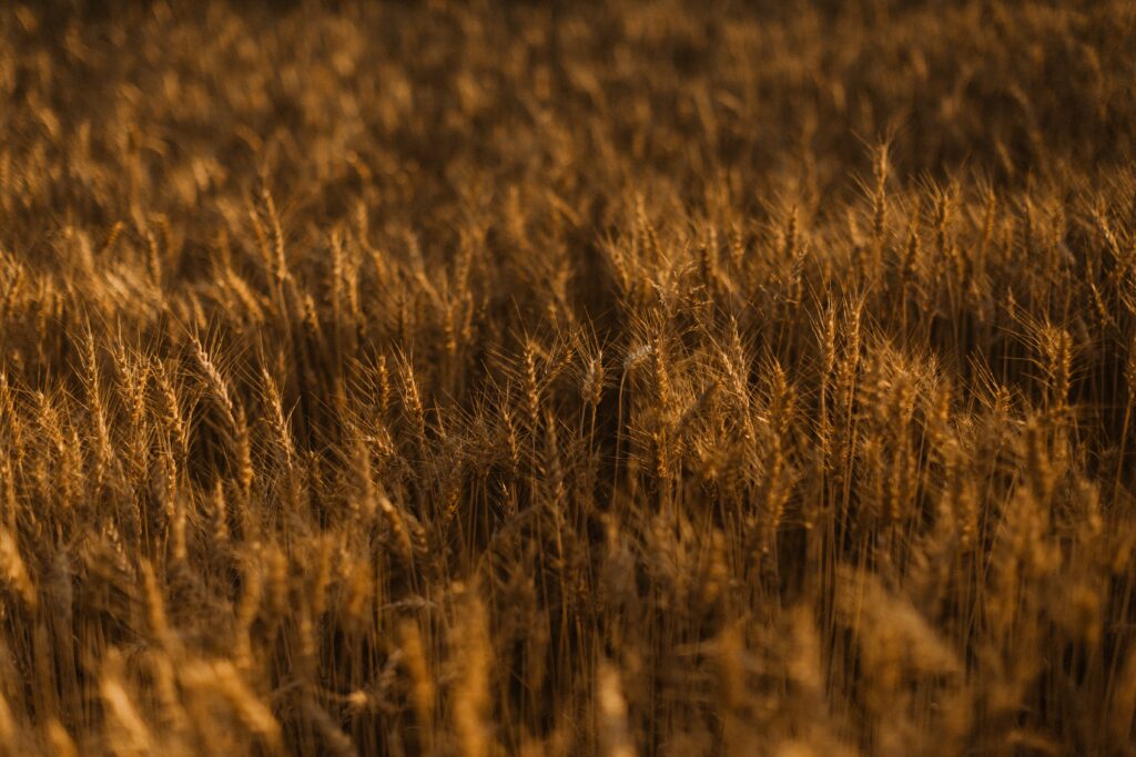 Golden cornfield under warm sunlight with tall stalks and textured harvest season landscape Wallpaper