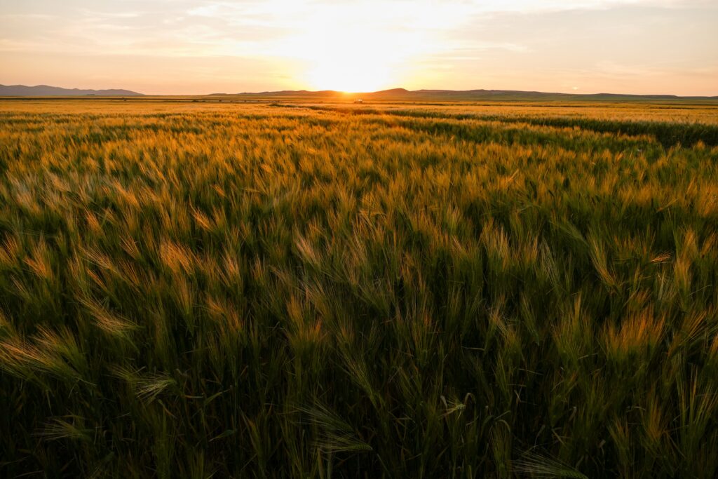 Golden cornfield at sunset under soft light with wispy clouds peaceful rural landscape wallpaper