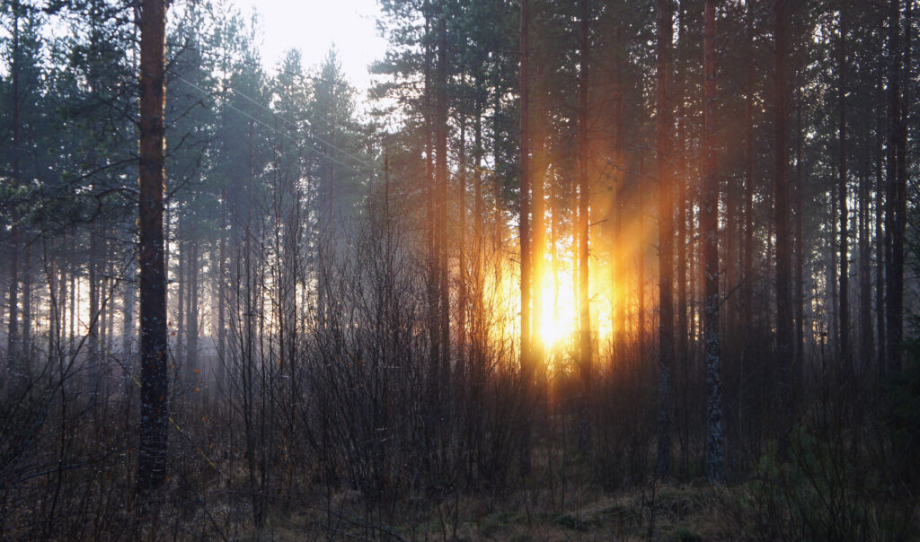 Serene forest at dawn with tall trees golden sunlight misty fall foliage tranquil natural scene Wallpaper