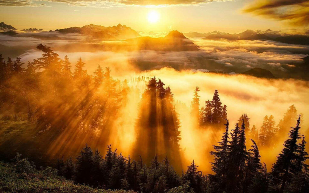 Pine Forest Awakens under Golden Skies: Majestic Sunrise Nature Setting Wallpaper