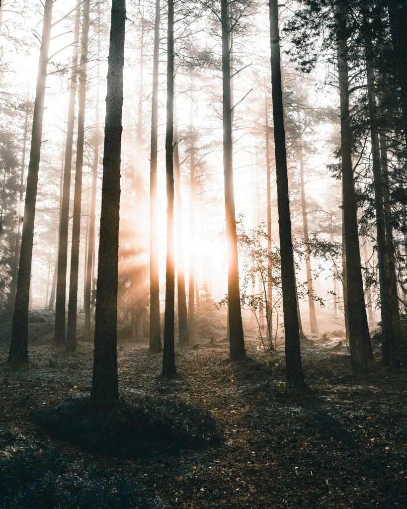 Soft sunlight through tall forest trees at dawn with misty woodland floor and warm golden glow Wallpaper