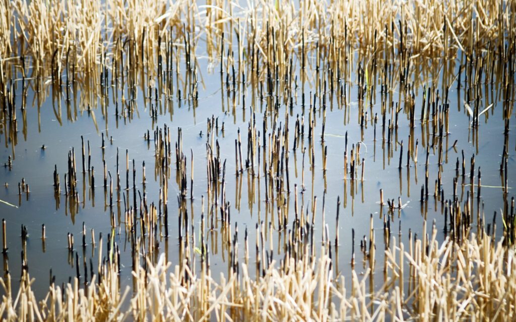 Dried golden stalks and black stems reflected on calm water for serene minimalistic wallpaper background