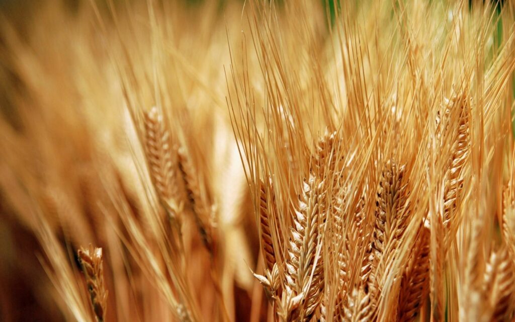 Golden Dry Corn Ears: Serene Field Wallpaper Background