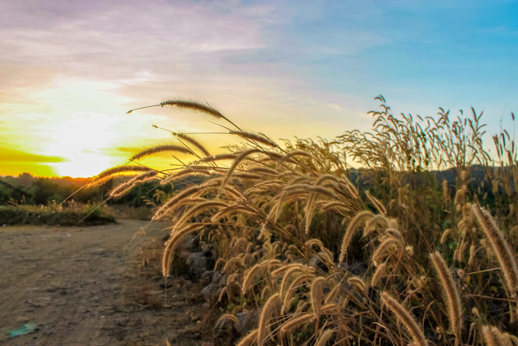Golden dry grass swaying at sunset under vivid blue and yellow sky peaceful rustic scene Wallpaper