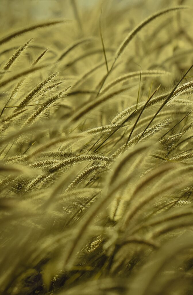 Golden dry grass waves gently in wind soft focus earthy tones calm natural wallpaper background