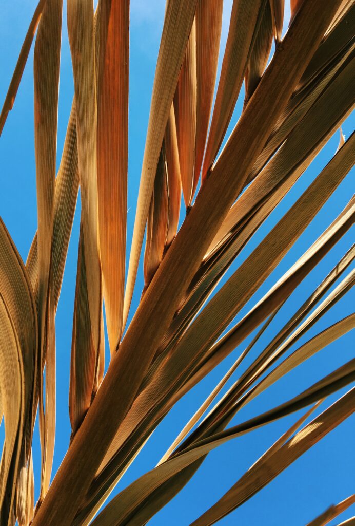 Golden dry palm leaves pattern against vivid blue sky tropical natural wallpaper background