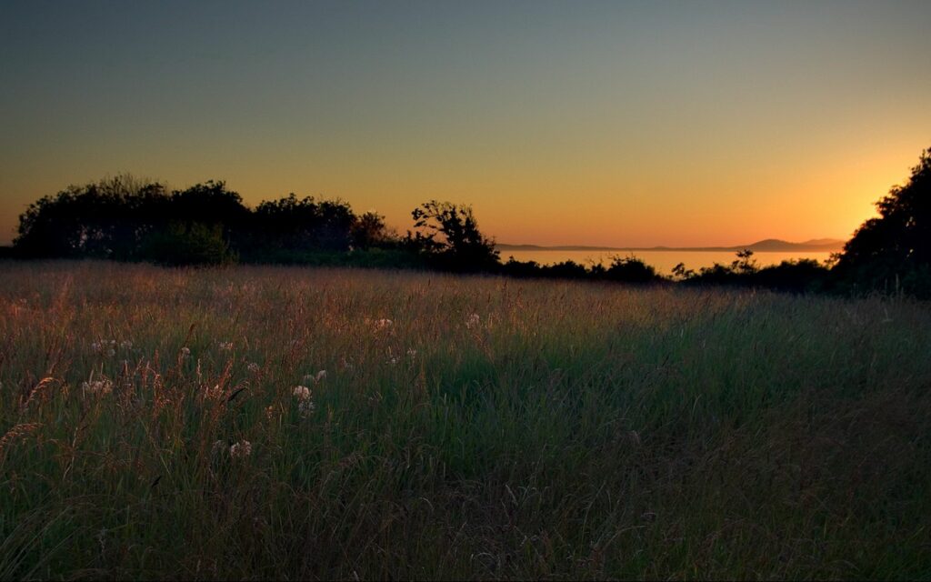 Tranquil meadow at golden dusk with tall grasses swaying under warm evening sky wallpaper background