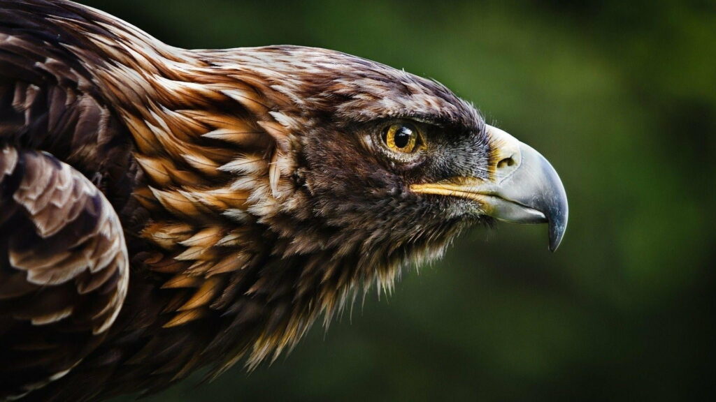 Close-Up Flying of Majestic Golden Eagle: HD Wallpaper Background Photo