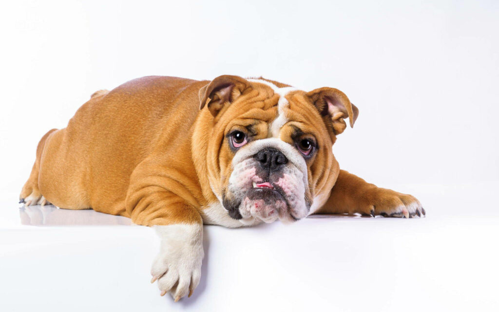 Charming Golden Bulldog Wallpaper: Relaxed & Wrinkled on White Background