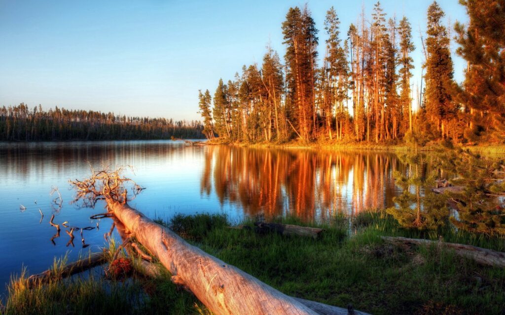 Serene evening lake with golden light reflecting tall trees and a fallen log in lush greenery Wallpaper