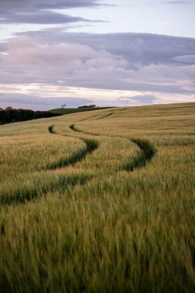 Golden field with winding trails toward rolling hills under dramatic cloudy sky wallpaper background