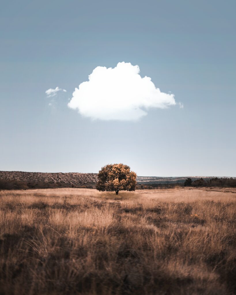 Solitary tree in golden field under blue sky with white cloud minimalist peaceful landscape wallpaper