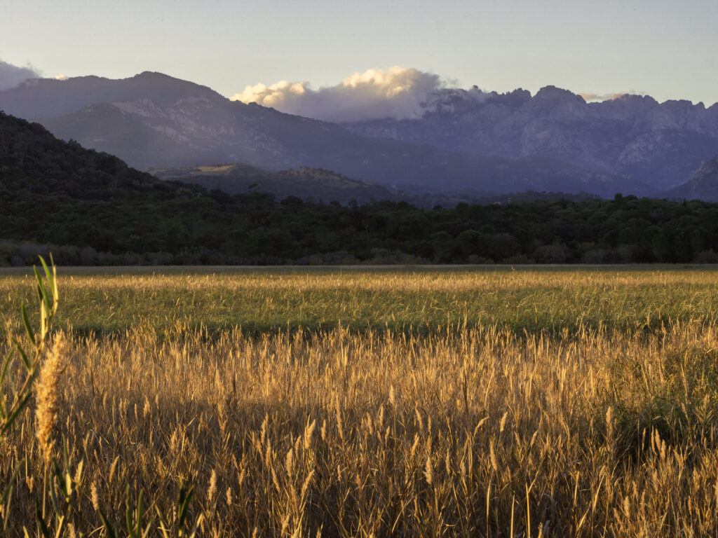 Golden field of tall grass with dense forest and misty mountains under a pastel sky wallpaper