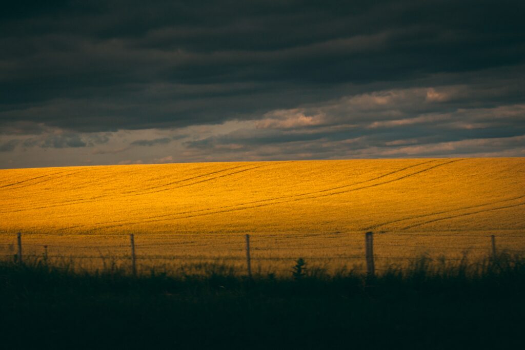 Golden field on rolling hills under dramatic dark clouds serene countryside landscape background Wallpaper