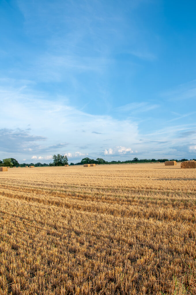 Golden field with hay stacks under clear blue sky and tree-lined horizon rural landscape wallpaper