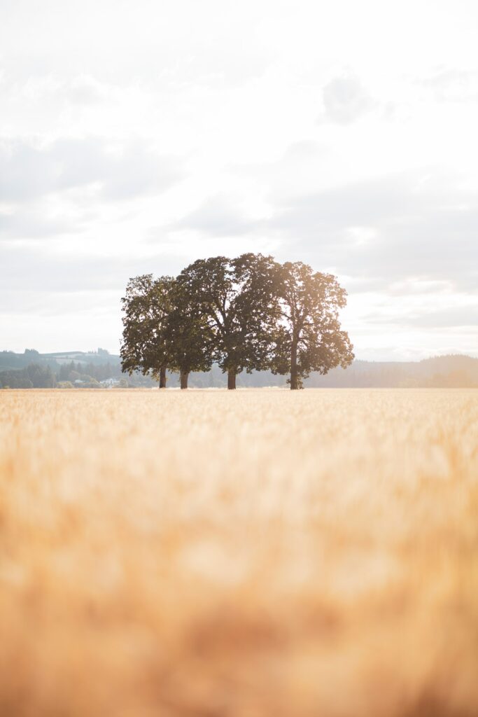 Golden field with lush green trees under soft sunlight peaceful serene nature wallpaper background