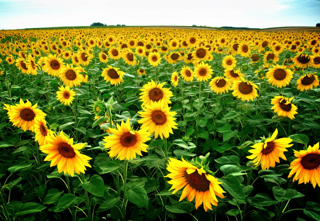 Daytime Delight: Captivating Yellow Sunflowers in a Green and Yellow Field Wallpaper
