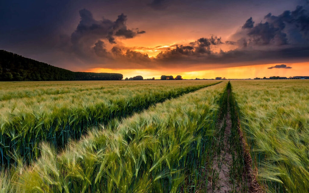 Golden Hour in the Countryside: A Stunning Green Wheat Field Wallpaper