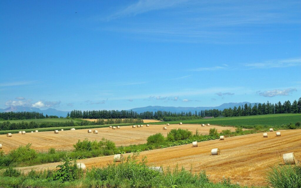 Golden fields with large hay bales under clear summer sky rural harvest landscape wallpaper