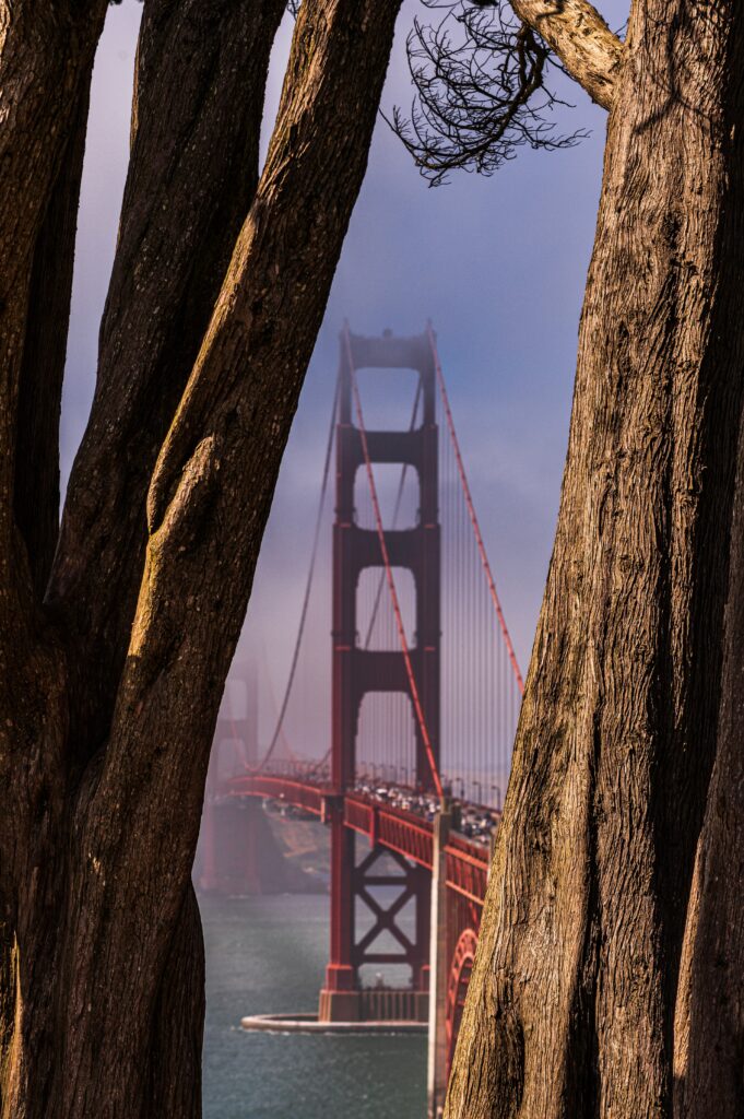 Golden Gate Bridge partially hidden in fog framed by tall textured trees and blue sky wallpaper