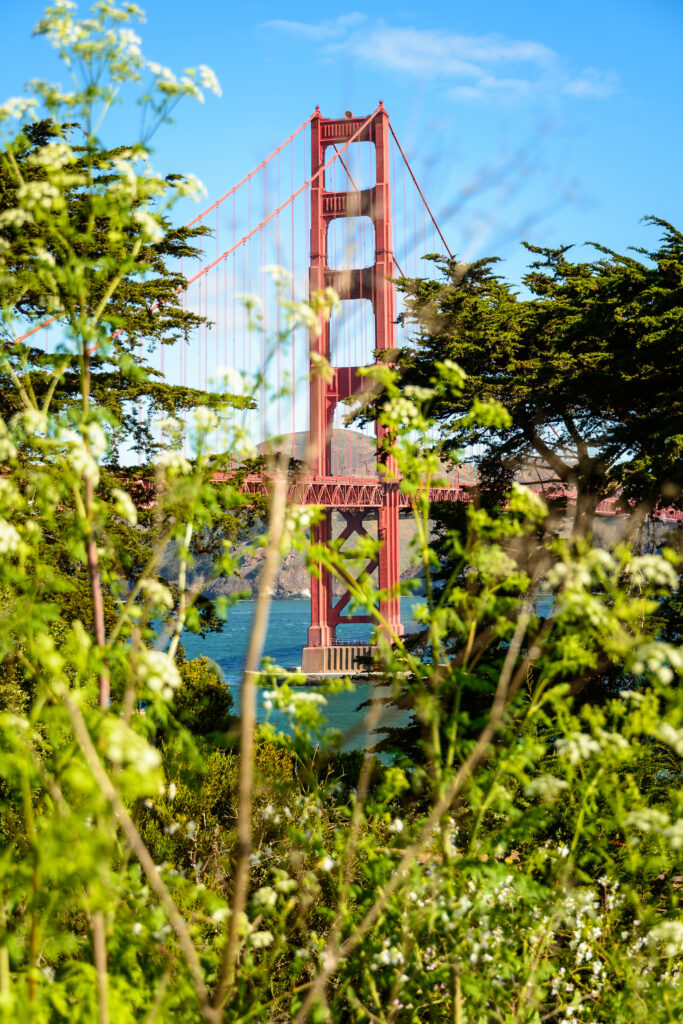 Golden Gate Bridge framed by green trees and bushes under clear blue sky wallpaper background