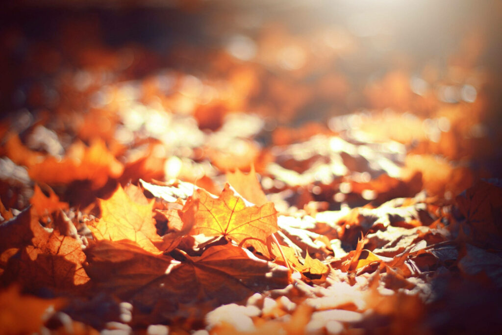 Sunlit Maple Leaves: Capturing the Radiant Splendor of Autumn Wallpaper