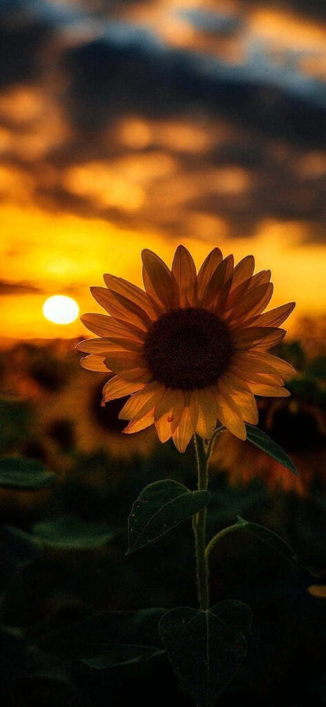 Golden Hour Glow: Captivating Sunflower Field Sunset on Aesthetic Iphone Background Wallpaper
