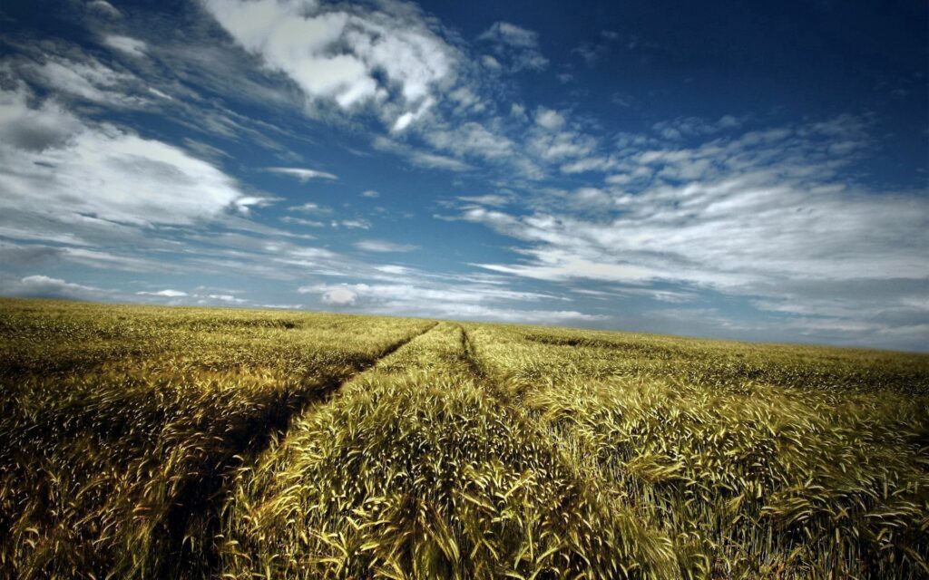 Golden grain field with vehicle tracks under vibrant blue sky and wispy clouds rural landscape Wallpaper