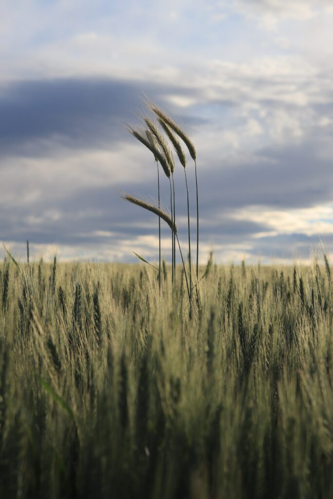 Tall golden grain stalks over green field under dramatic cloudy sky peaceful rural landscape Wallpaper