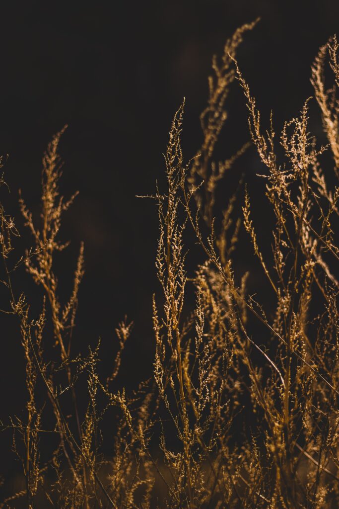 Delicate golden grass branches with fine textures against dark moody blurred natural background Wallpaper