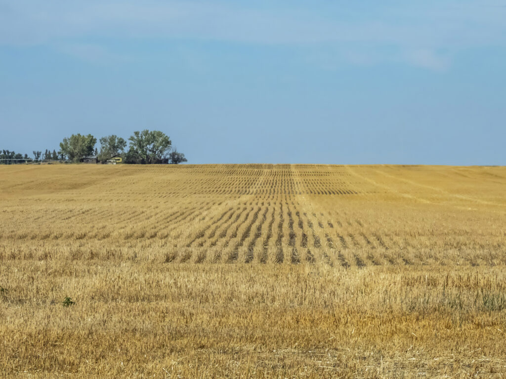 Golden grassy field under clear blue sky with distant trees rural landscape wallpaper background