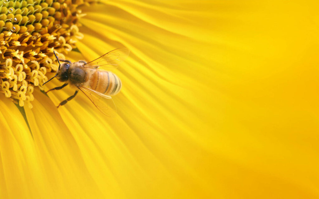 Nectar Harvest: A Sunny Delight for the Honeybee in a Golden Garden Wallpaper
