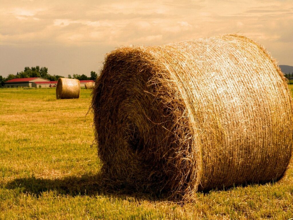 Golden hay bale in sunlit summer field rural farm landscape agriculture wallpaper background