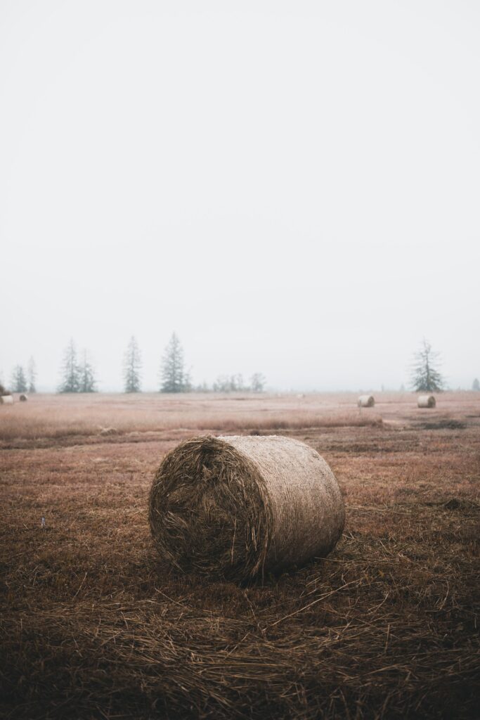 Large round hay bale on golden dry grass field with blurred trees under cloudy sky rural scene Wallpaper