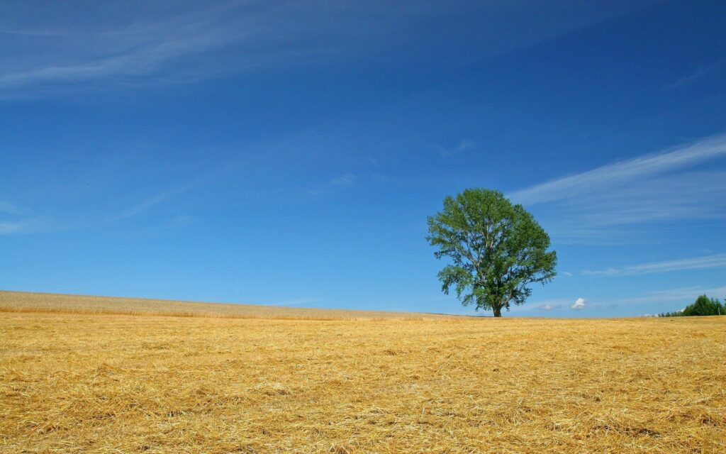 Golden hay field under blue summer sky with solitary tree rural landscape wallpaper background
