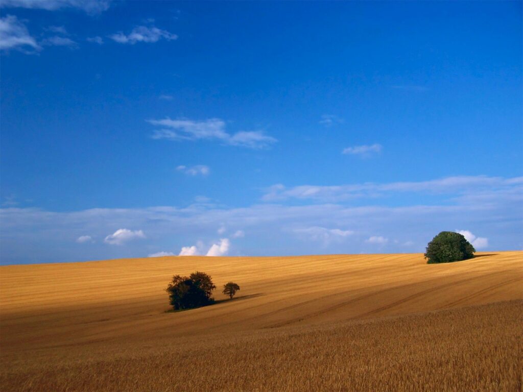 Golden hay field under clear blue summer sky with green grass and scattered trees landscape Wallpaper