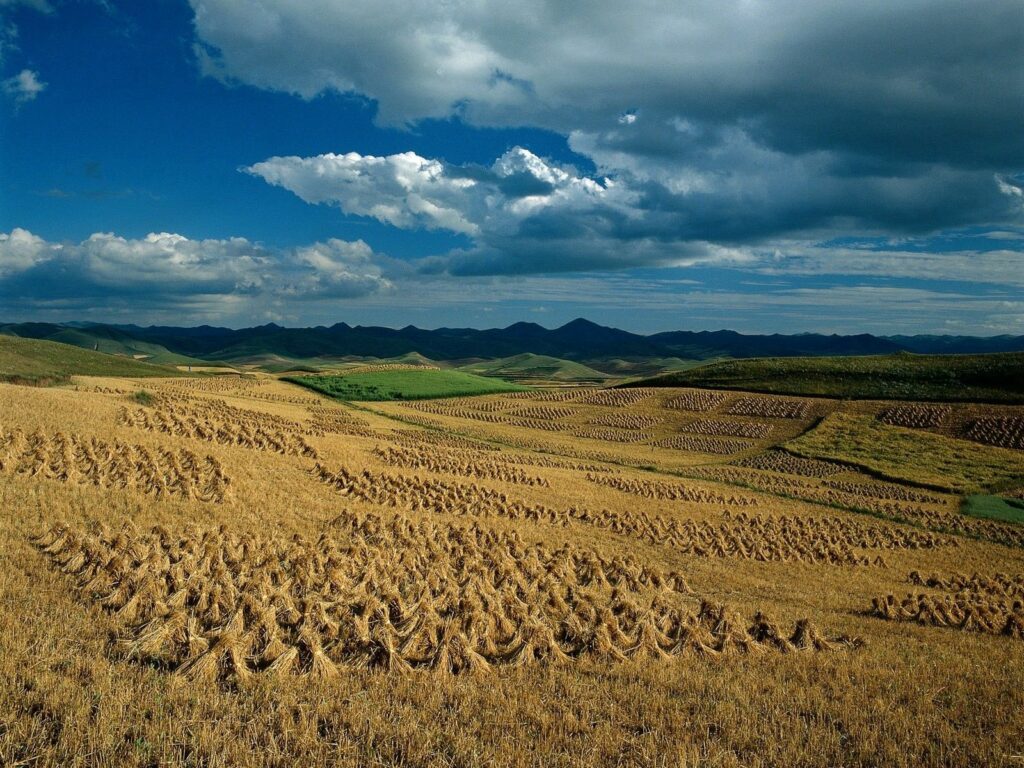 Rows of golden hay sheaves in fields under blue sky with clouds by rolling hills and mountains Wallpaper